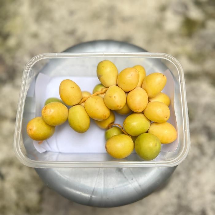 

SALE PAKET MAKANAN KURMA MUDA KUNING - 250grTERLARIS