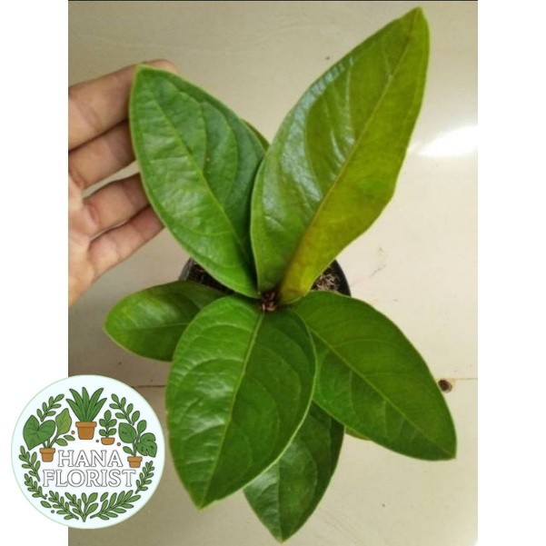 ( BISA BAYAR DI TEMPAT ) ( BISA COD ) PROMO Tanaman Hias Anthurium Jenmani Jaguar / Bunga Hias Indoo