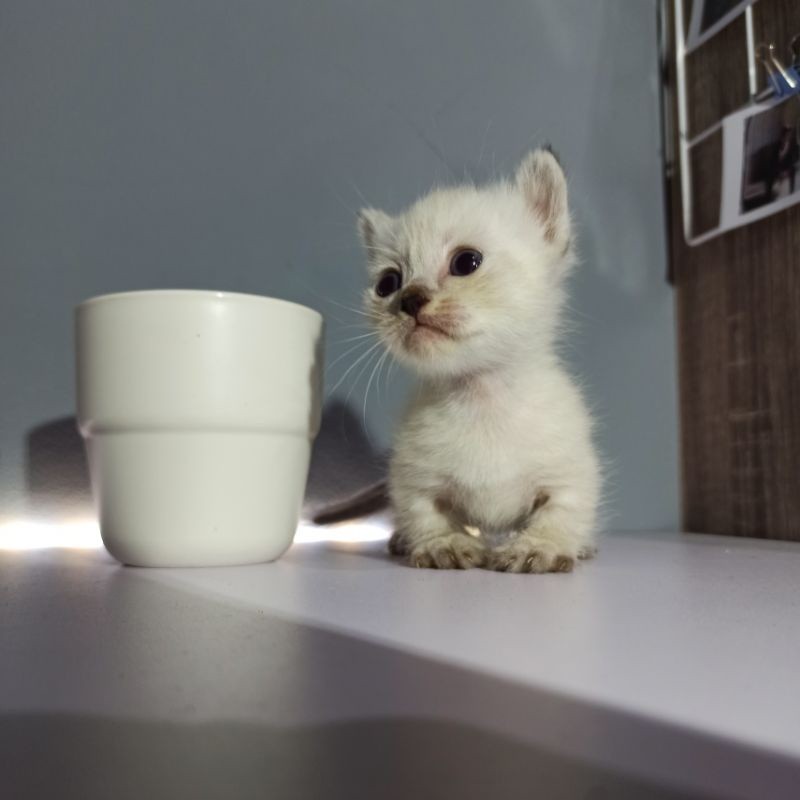 kucing munchkin standard jantan