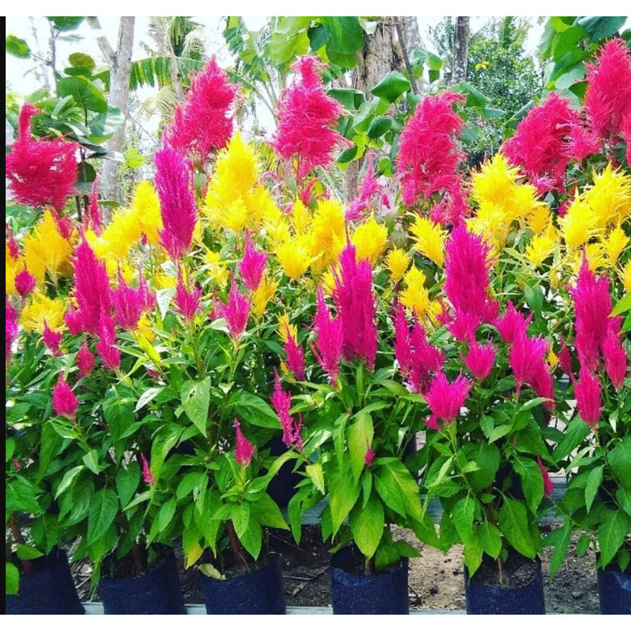 RBP bibit Biji Benih Bunga Celosia