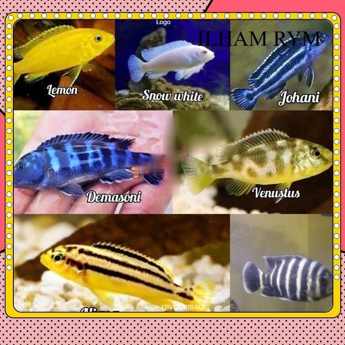 1kan hias Cichlid koleksi aquarium - Lem0n niasa snowhite demasoni ebjd BASUDARA