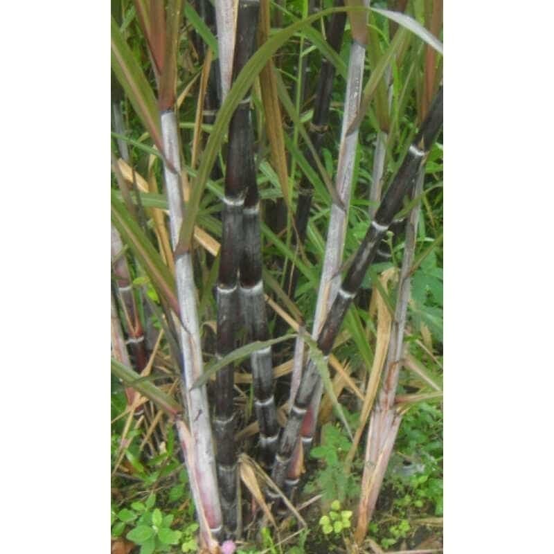 H.D  bibit stek tebu hitam / tebu ireng   ⠀⠀