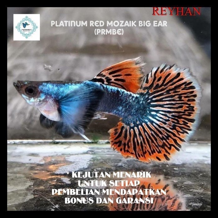 GUPI GUPPY MERAH PRT DRAGON MIX PLATINUM GKJ