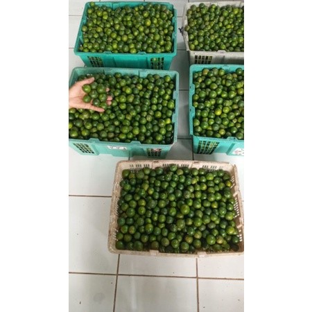 jeruk Sonkit/jeruk kunci/jeruk bangka/lemon Cui/jeruk kesturi