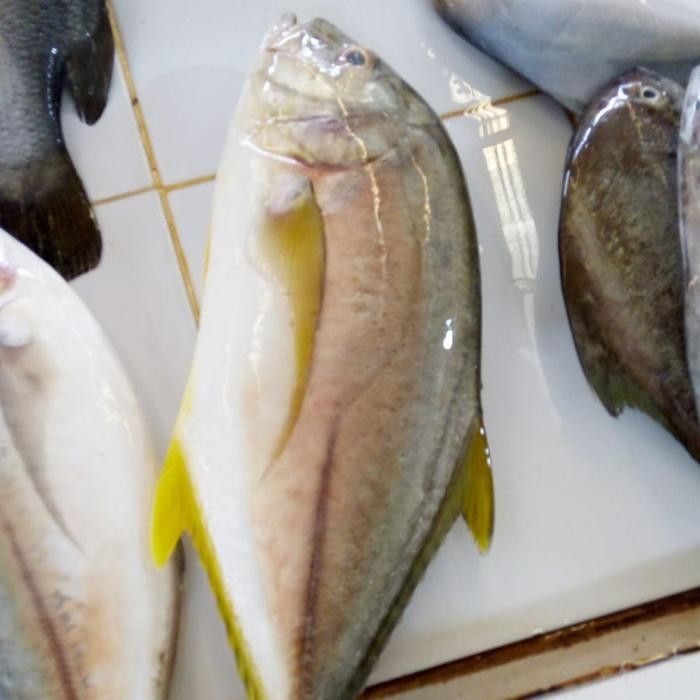 Ikan Kuwe GT/Bobara 500gr