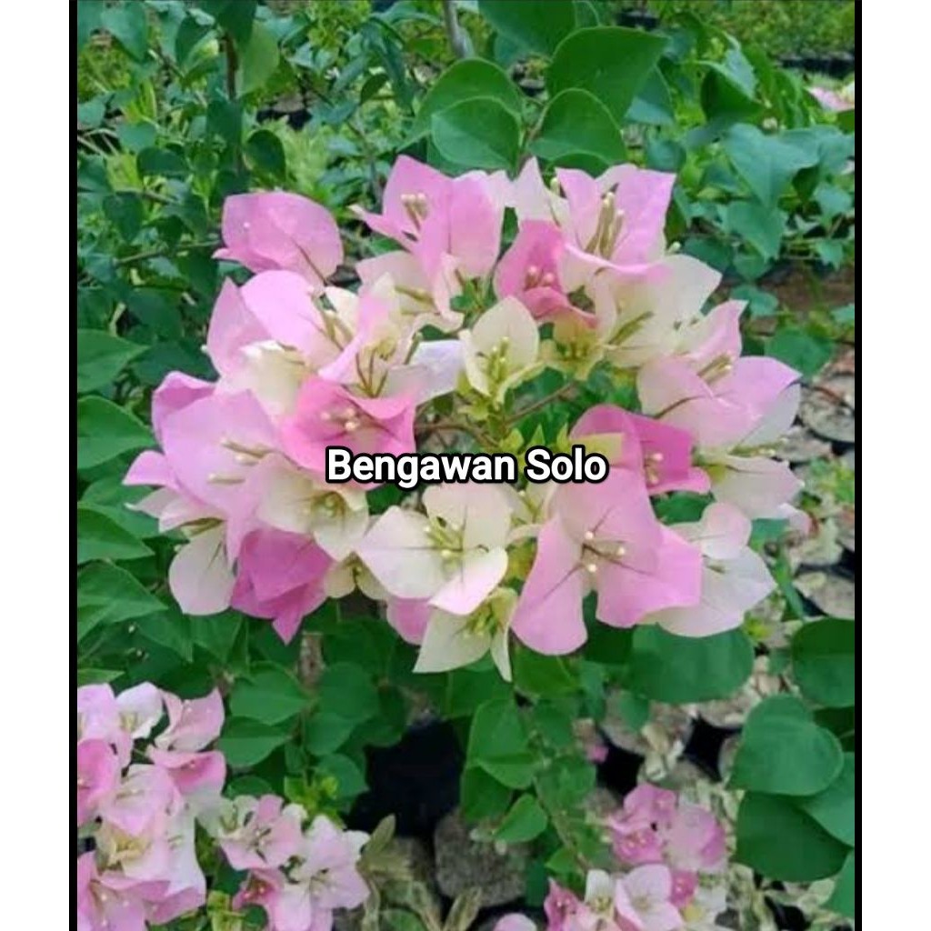 Bougenville Bengawan Solo Ori