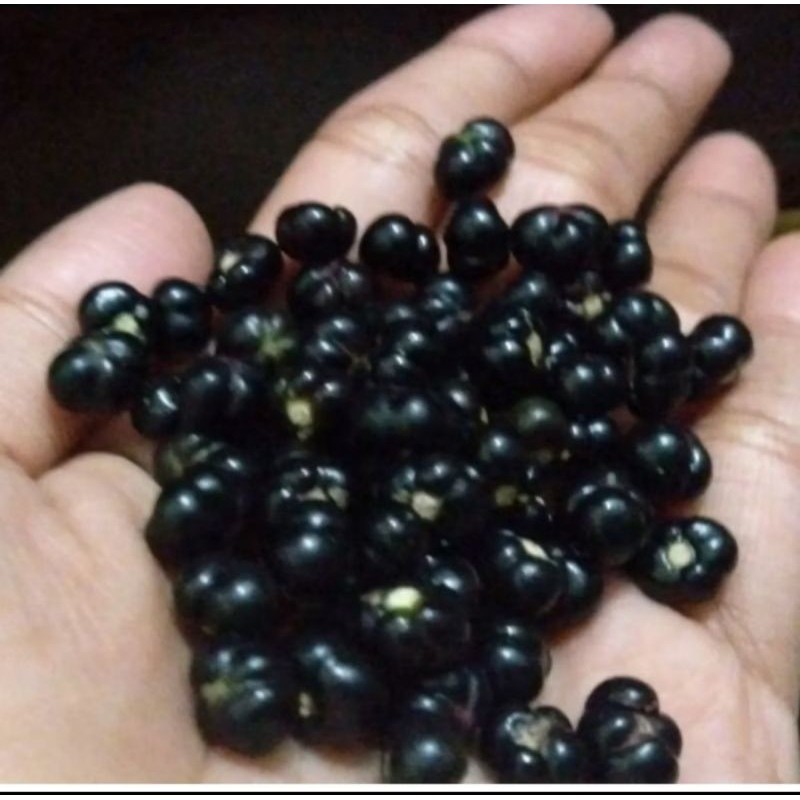 Buah Angkung Segar Asli Isi 100 Biji Lebih