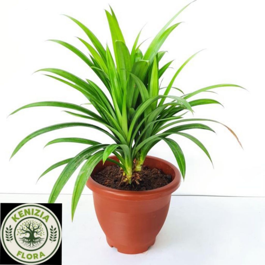 TERLARIS POHON DAUN PANDAN WANGI // POHON PANDAN WANGI