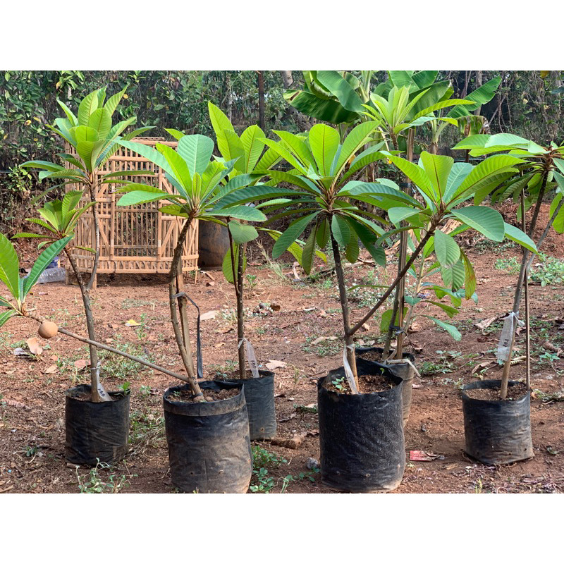 Bibit Mamey Sapote dlm polybag cangkok&okulasi magana EMINA GARDEN