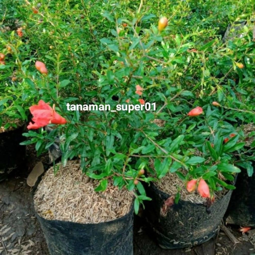 bibit delima merah jumbo