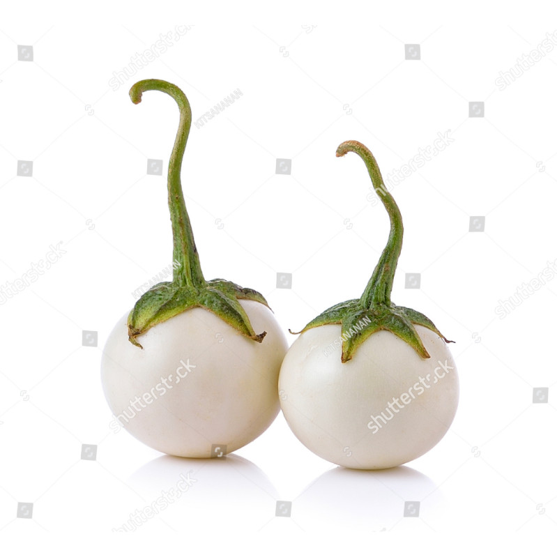 LPG bibit terong bulat putih