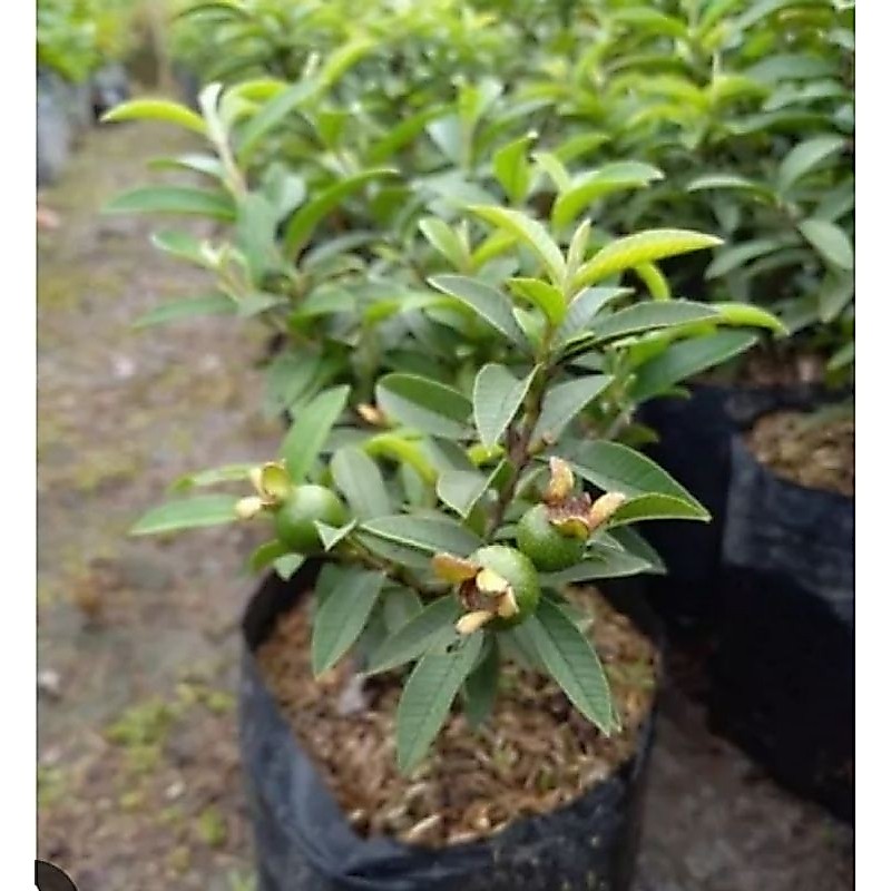 Jambu biji krikil kondisi sudah berbuah