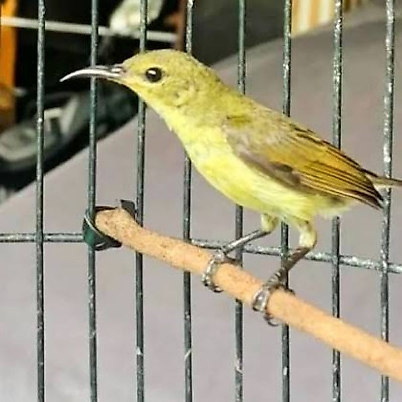 Sogon ijoan bahan