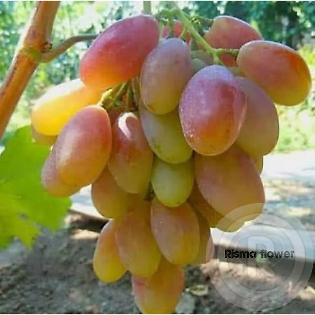 POHON BUAH ANGGUR IMPORT DIXON ASLI / TANAMAN BUAH ANGGUR IMPORT DIXON