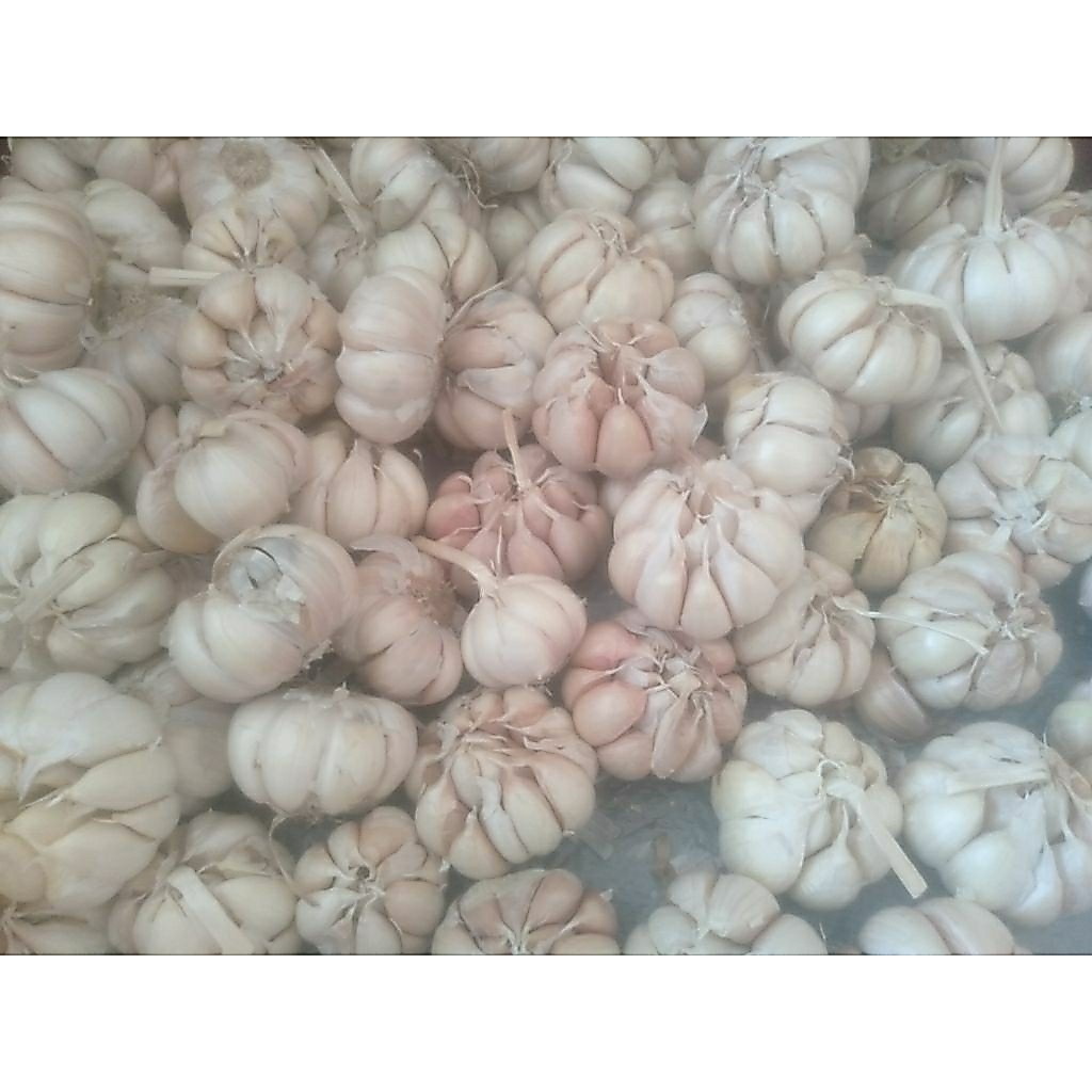 bawang putih sinco