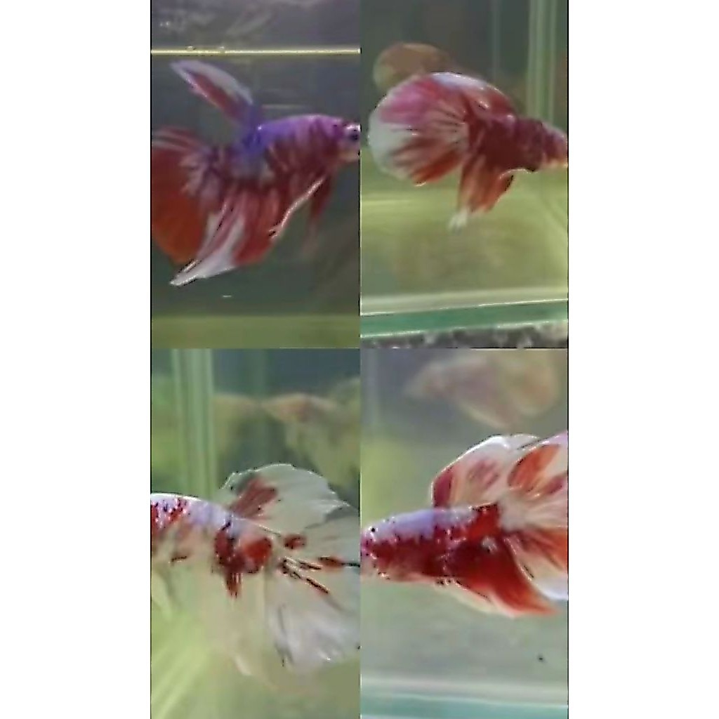 Cupang Halfmoon Barongsai Grade A (Real Pick 100%)