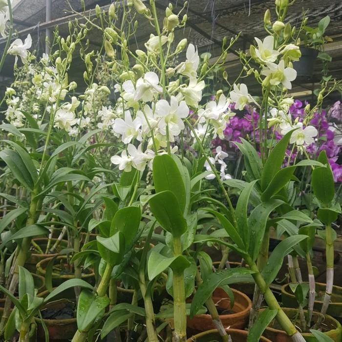Anggrek Plant Jumbo Dendrobium - Tanaman Hias dengan Daun Sehat dan Batang Besar - Gambar, Filter, J
