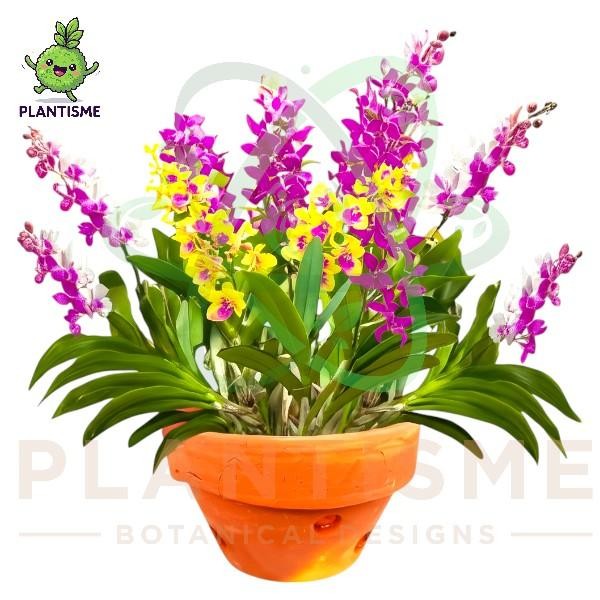 Pot Tanaman - Bunga Anggrek Terracotta Pot Gerabah Berlubang untuk Semua Jenis Bunga Anggrek