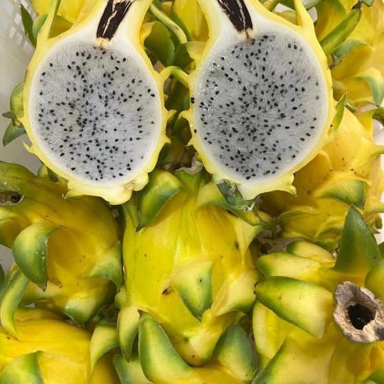 

Promo Buah naga putih yellow fresh 1 kg