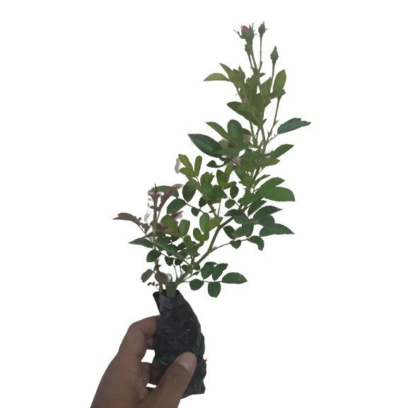 Tanaman hias hidup Mawar babyrose merah - bibit tanaman hidup baby rose