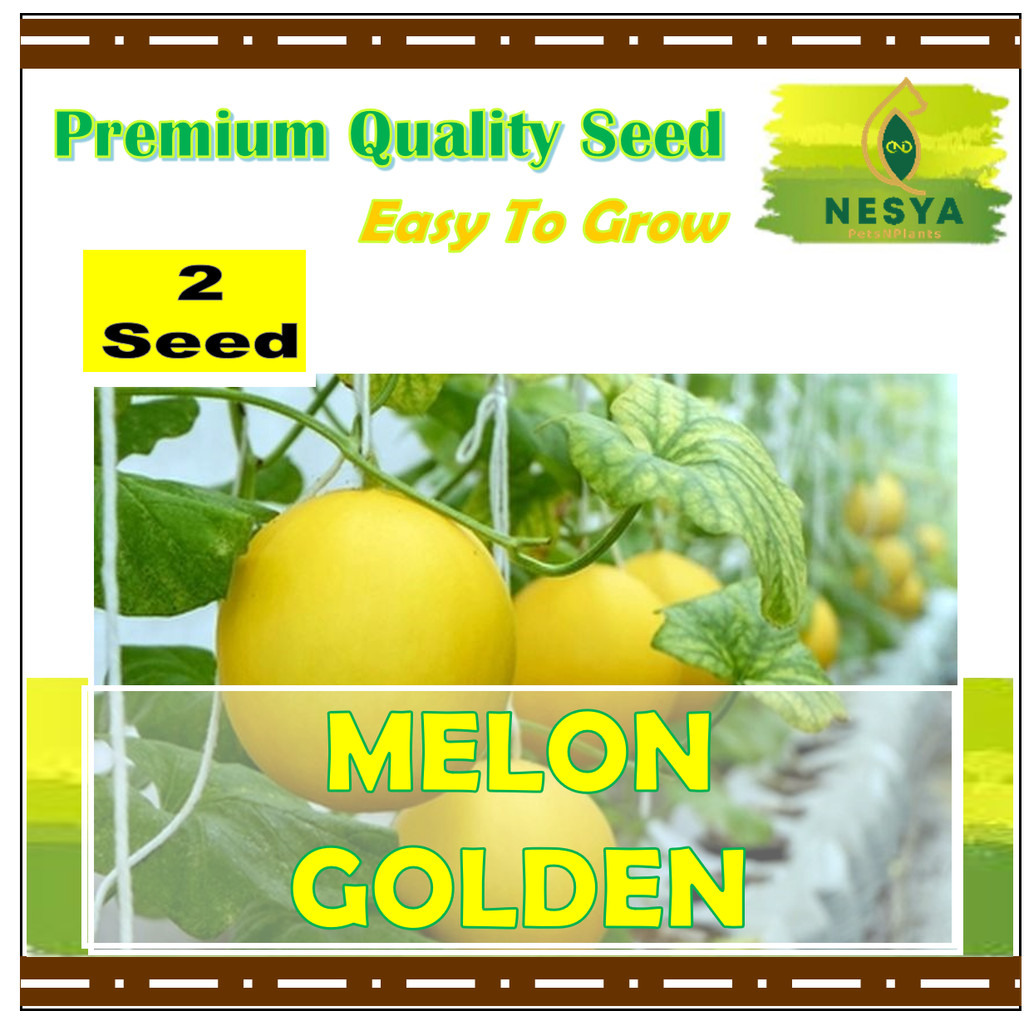2 Biji Benih Melon Golden Buah Melon