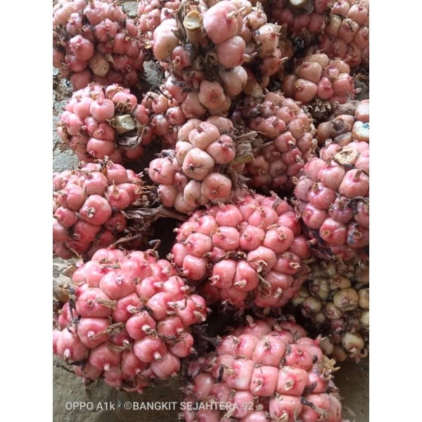 

New Promo asam cekala-asam cikala / asam patikala / buah kecombrang / cekala 500grm COD ..