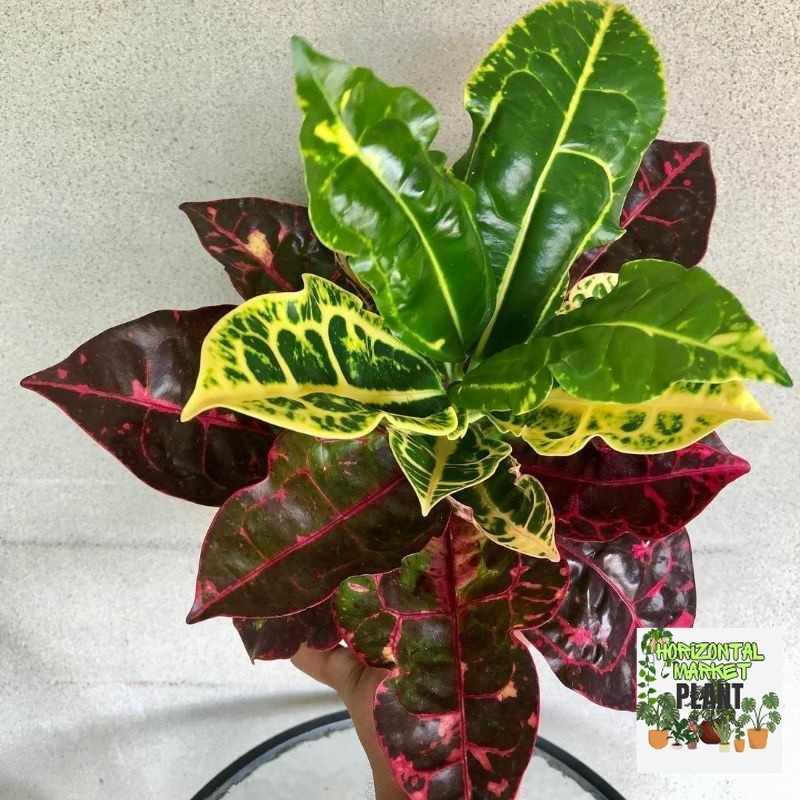 tanaman puring kura bibit pohon puring kura kura