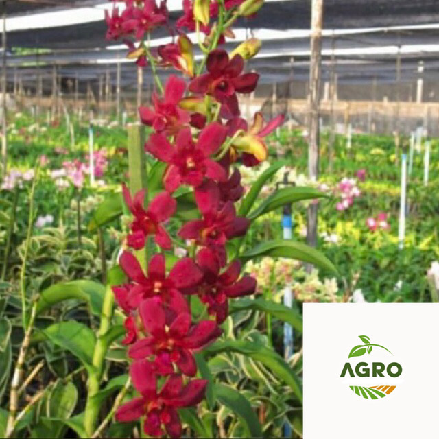 Anggrek Dendrobium Coyote Red