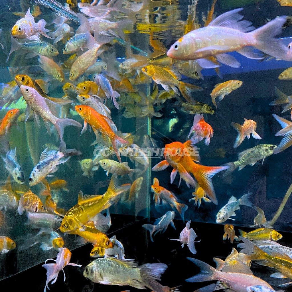 Hiasan KOI METALIK SLAYER / KOI METALIK KUMPAY