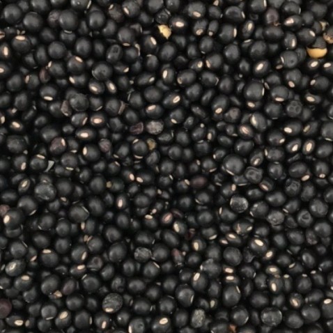 Kacang Gude Kering/ Bibit Kacang Bali Cajanus Cajan Peas - 250 Gram