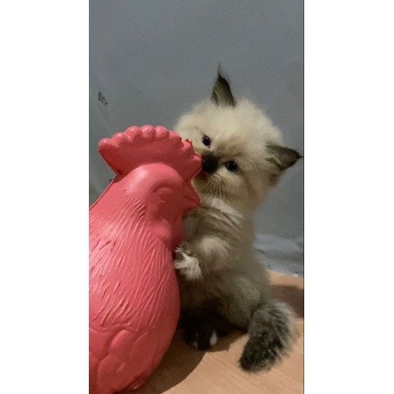 KUCING KITTEN RAGDOLL