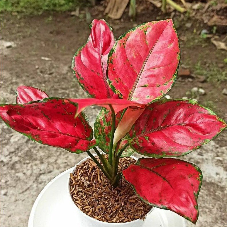 TANAMAN HIAS AGLONEMA RED ANJAMANI INDUKAN