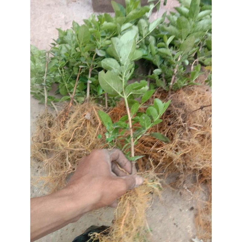 bibit sancang #bahan bonsai sancang