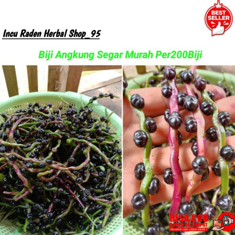 BUAH ANGKUNG SEGAR 1KG
