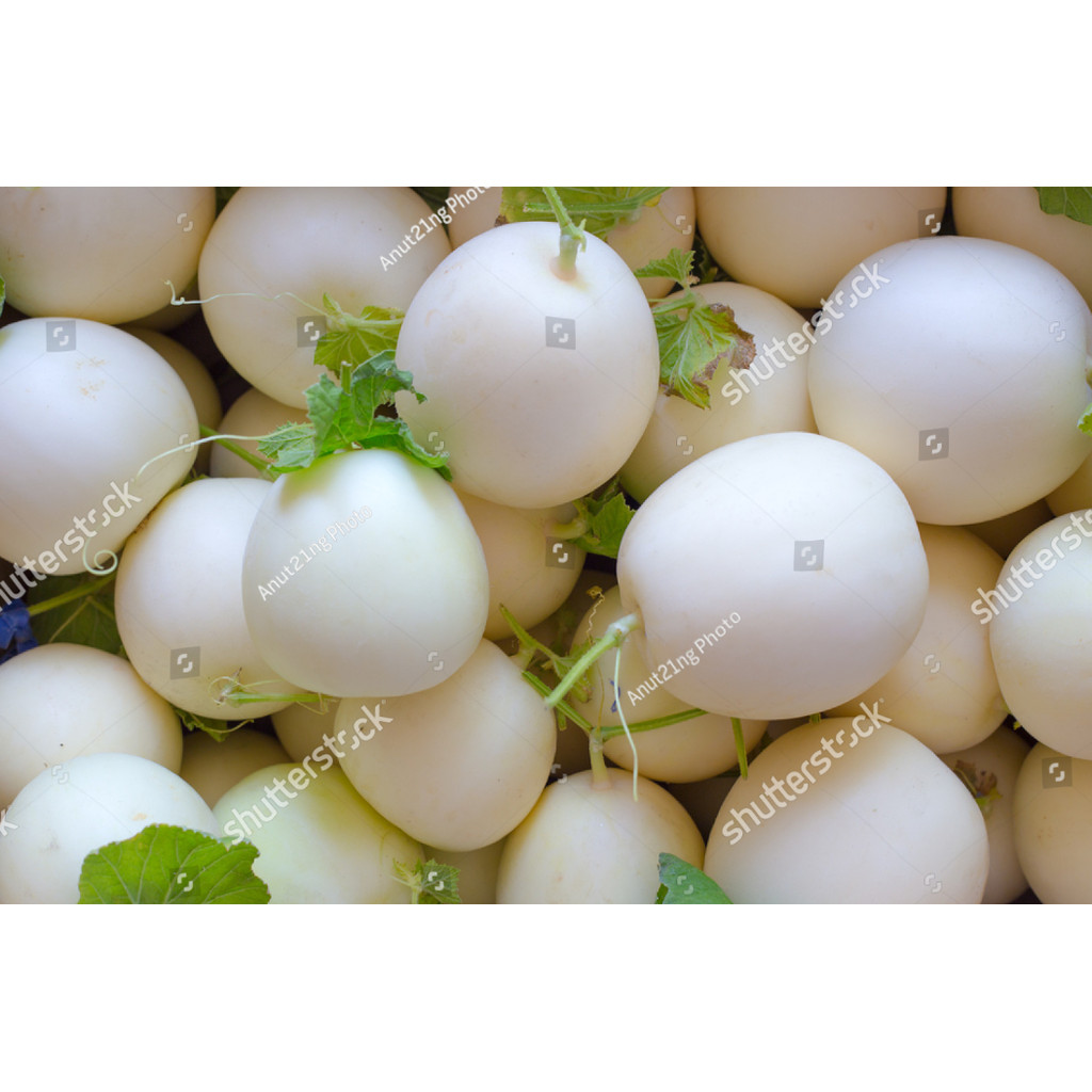 Bibit Benih Buah Melon Madu Putih