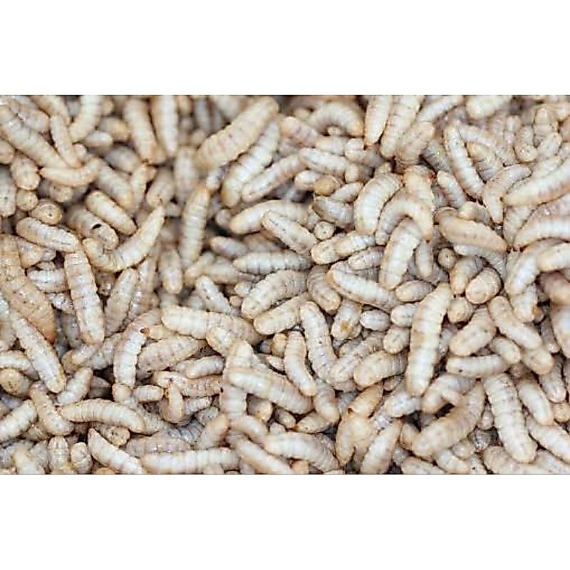 MAGGOT HIDUP 1KG PAKAN BURUNG IKAN PREDATOR AYAM BURUNG KENARI BURUNG KICAU PROTEIN TINGGI IKAN CHAN