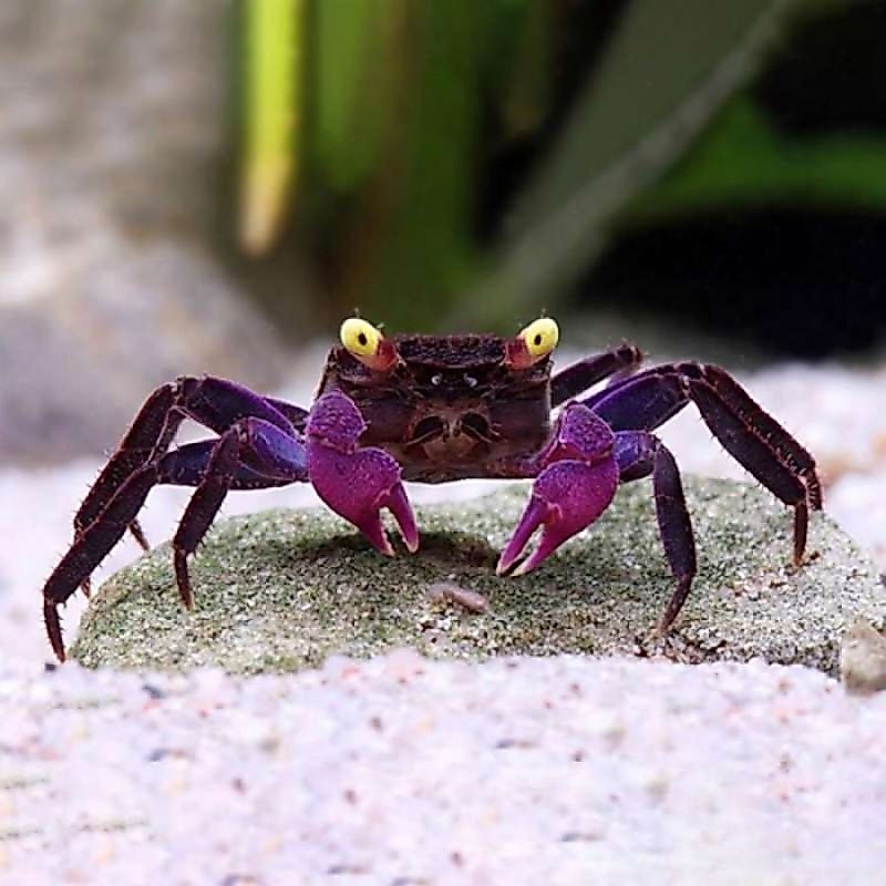 vampire crab hiasan aquarium