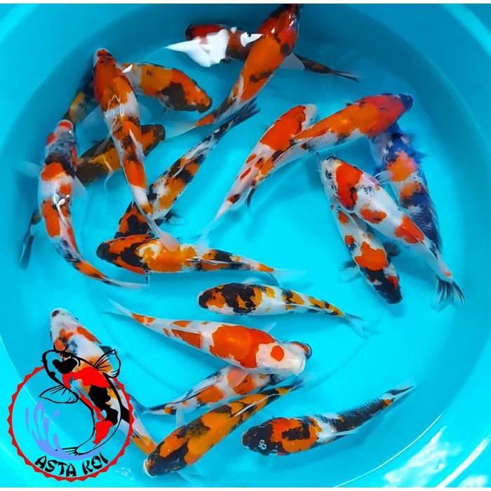 Ikan Koi Showa