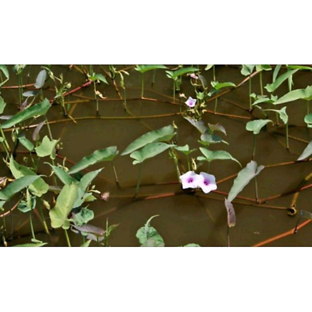 Kangkung merah/kangkung air(Water Spinach) baca deskripsi