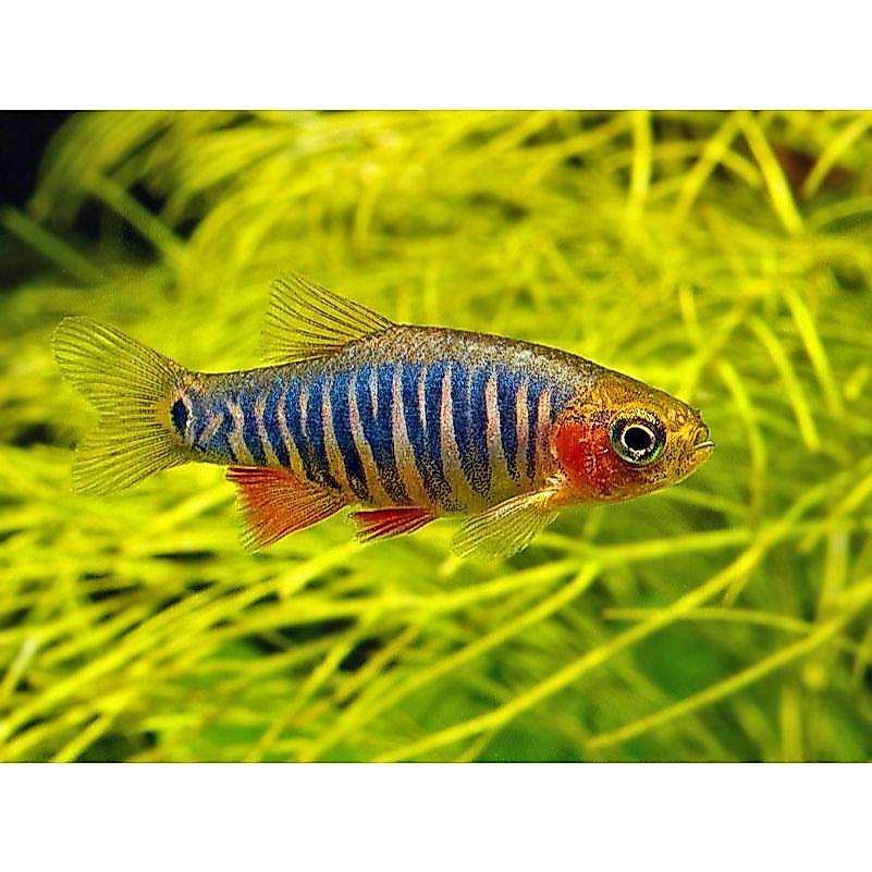 Emerald Rasbora