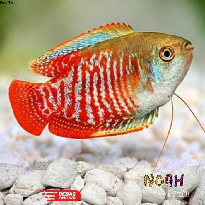 (expert) Ikan alius isi 3 COD ikan dwarf Gourami, gurami hias kecil untuk Aquascape