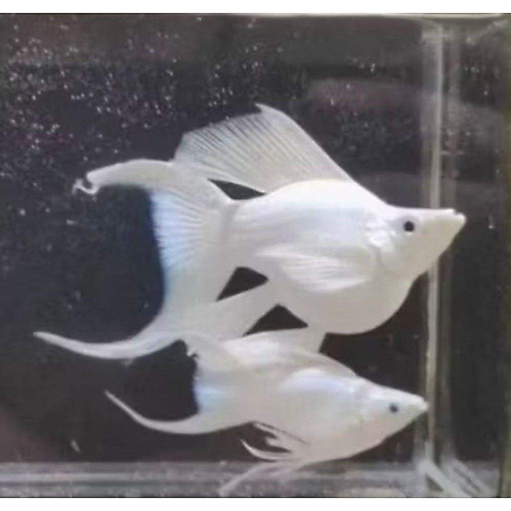 MOLLY BALLON FULL PLATINUM LYRETAIL HIASAN AQUARIUM