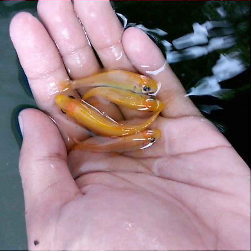 Paket 50 Ekor Benih Ikan Terapi Nilem Lemon / Garra Rufa Hidup Berkualitas