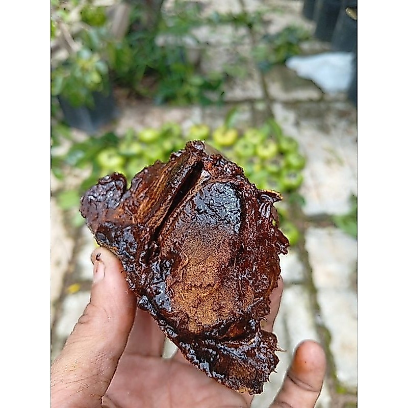 Buah Black Sapote