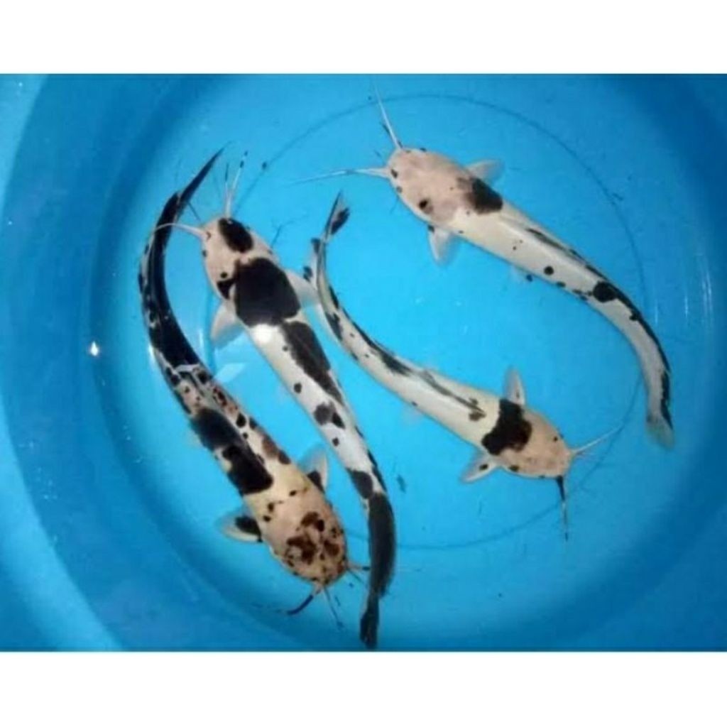 Paket ISI 4 Ekor Lele Sapi 6-8 cm  Albino Polkadot bisa gede