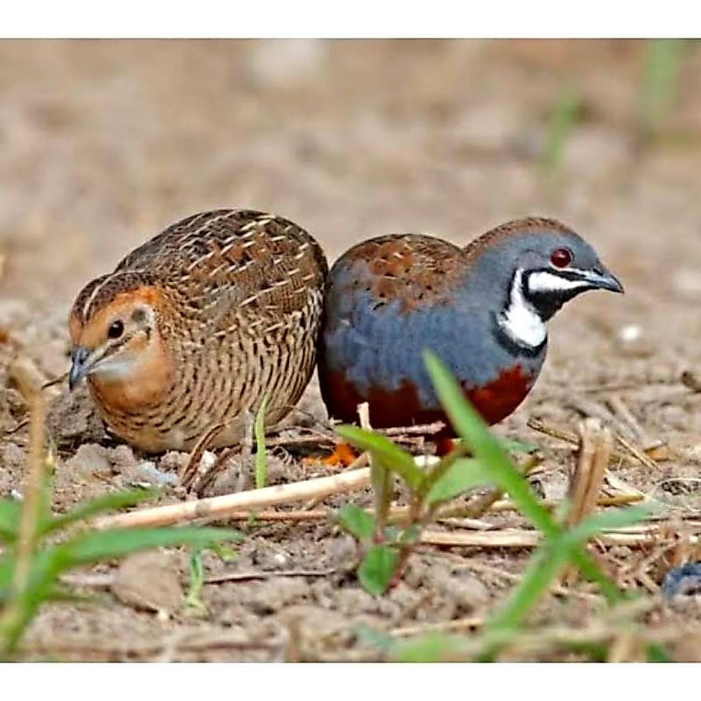 Burung Puyuh Batu Pasangan Rawatan