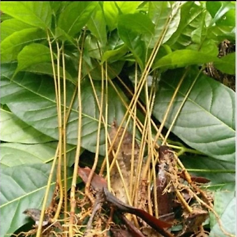 Cod Bibit pohon mahoni cabutan/pohon mahoni .