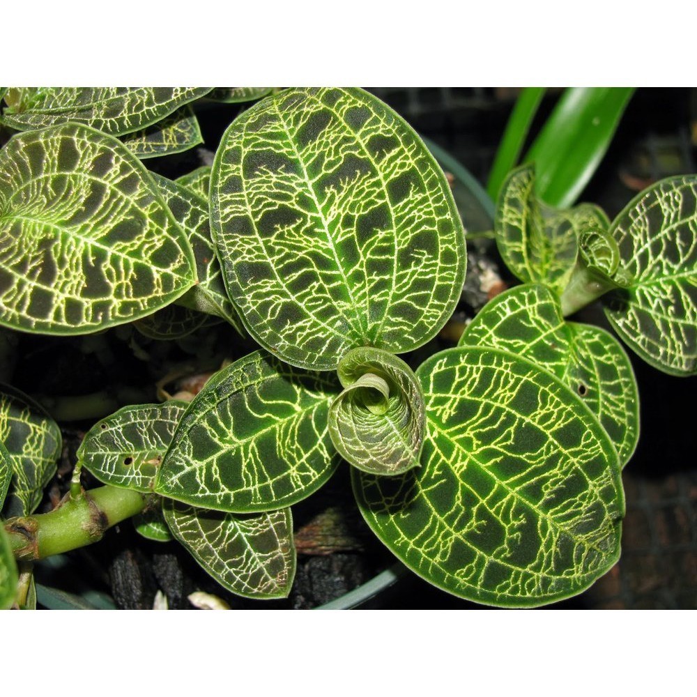 TANAMAN FULL MEDIA Jewel Orchid Ludisia | Macodes Petola Hijau | Tanaman Hias Indoor Terarium -Anggr