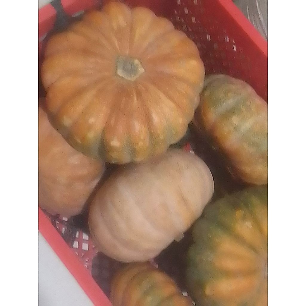 bibit/ biji benih labu kuning /labu parang