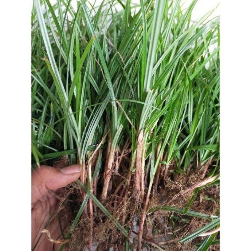 

RUMPUT TEKI MURAH FRES 250 GRAM BANYAK KHASIAT NYA